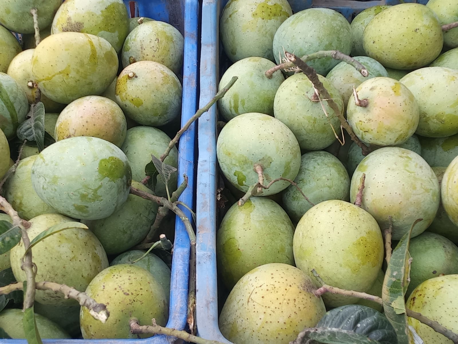 গৌড়মতি আম
