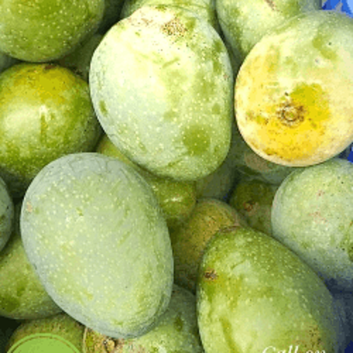 গোপাল ভোগ