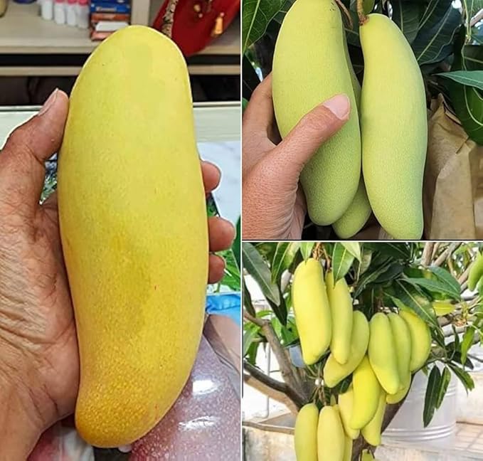 Banana Mango